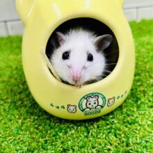 お洋服を着こんでおめかし上手？？　ヤワゲネズミ