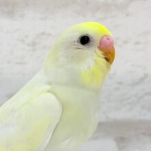 【最新画像・動画更新🪄】大きなおめめで皆をトリコにっ💖セキセイインコ(クリーム) ヒナ