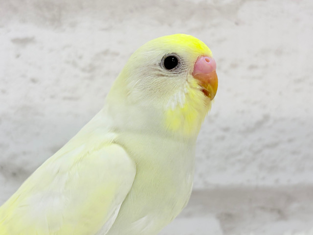 【最新画像・動画更新🪄】大きなおめめで皆をトリコにっ💖セキセイインコ(クリーム) ヒナ
