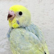 【最新画像更新🪄】淡々の中に詰まった魅力🫧セキセイインコ(パステルカラーレインボー) ヒナ