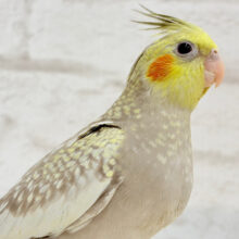 【動画更新🪄】むっちむち♡食欲旺盛の甘えんぼさん~♩♩オカメインコ(シナモンパール) ヒナ