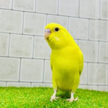 ✨最新画像✨₺ƾ₺ƾLEMONころころり〜ん🍋 .*゜🎶レモンセキセイインコ(ルチノー/2025年1月生まれ)