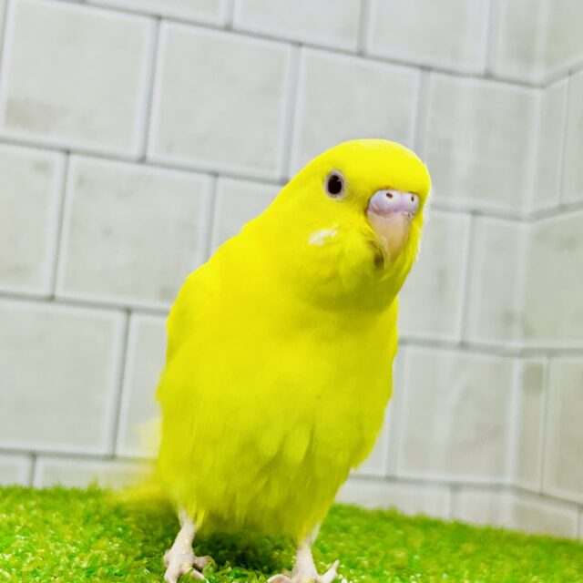 【ゼロ】アメジスト✕スコロライトのシマエナガちゃん形オルゴナイト☆他５点 アメジスト✕スコロライトのシマエナガちゃん形オルゴナイト