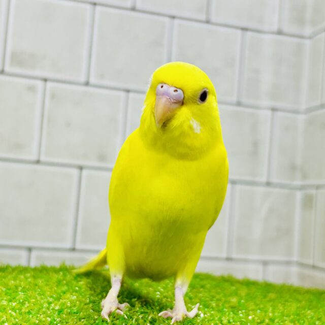 セキセイインコ