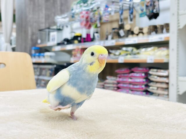 セキセイインコ