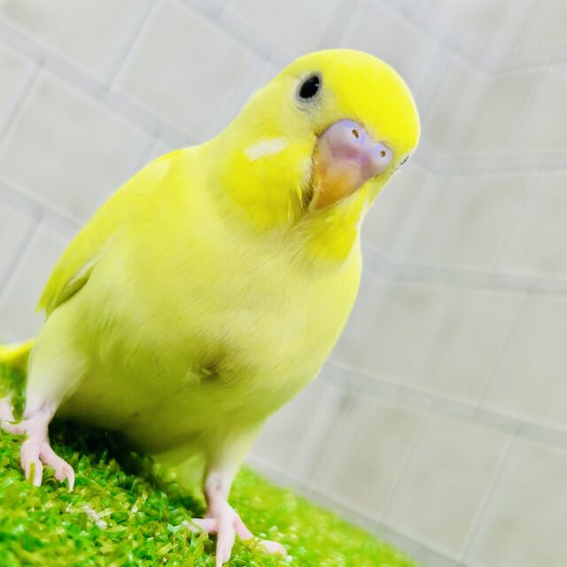 セキセイインコ