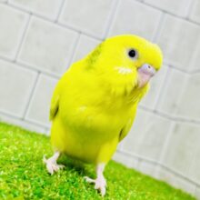 【最新画像更新☆☆】隠されたカラーを探せ！！🔍　セキセイインコ