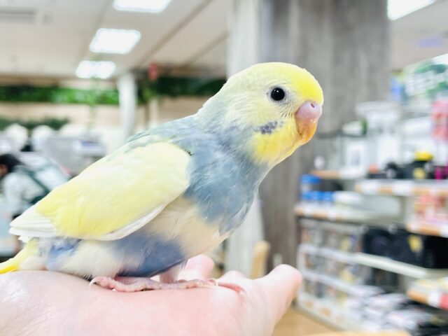 セキセイインコ