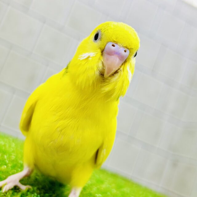 セキセイインコ