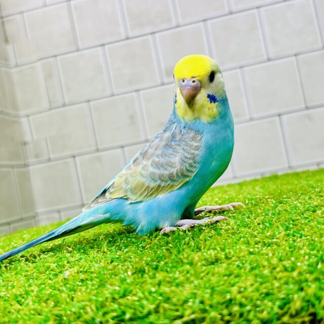 セキセイインコ