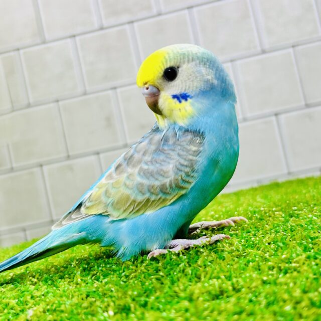 【最新画像更新☆☆】南国の輝くカラフルカラー🌈　セキセイインコ