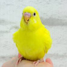 【最新画像更新🪄】ビビット来たら、それは運命〜.*･ﾟセキセイインコ(ルチノー) ヒナ