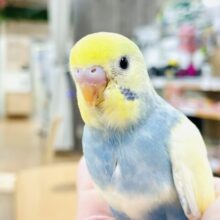 【最新画像更新】心が癒される️𓈒𓂂◌𓈒𓐍セキセイインコ(パステルレインボーパイド)ヒナ