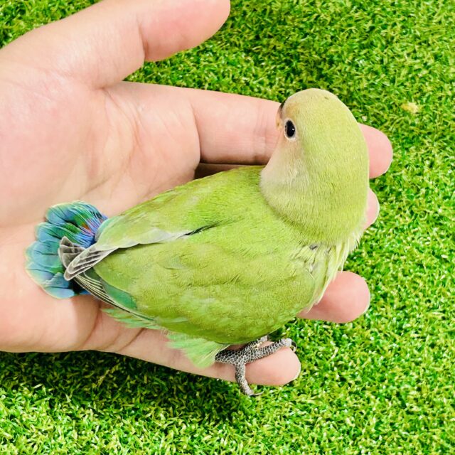 コザクラインコ（小桜インコ）