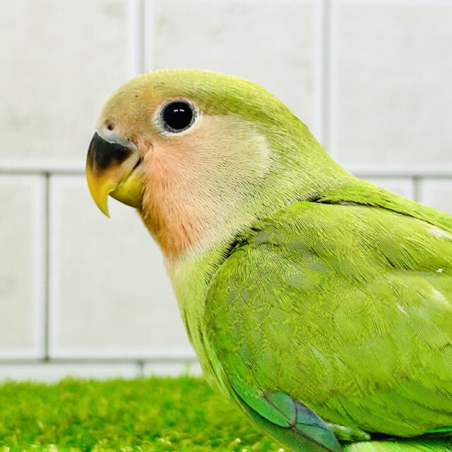 コザクラインコ（小桜インコ）