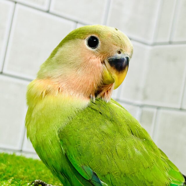 コザクラインコ（小桜インコ）
