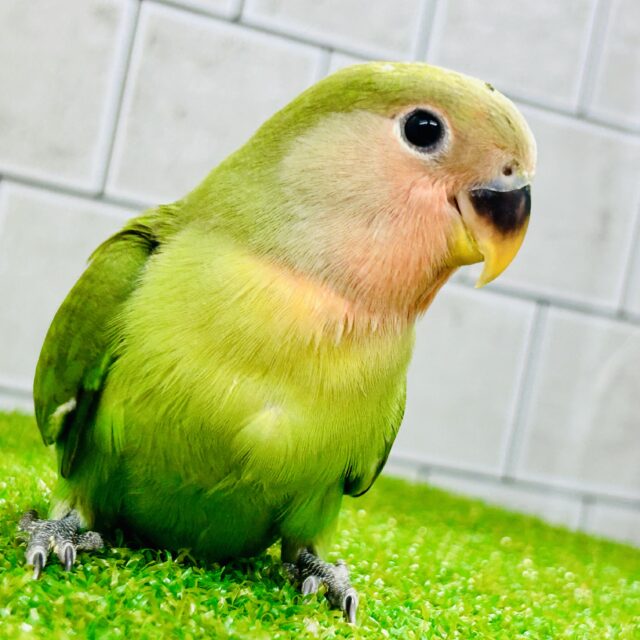 コザクラインコ（小桜インコ）