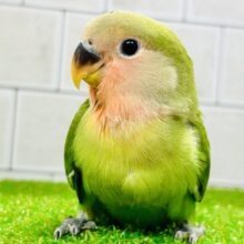 【最新画像更新☆☆】緑に溶け込む森林カラー？？　コザクラインコ