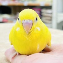 【最新画像更新】輝くカラーに一目惚れ💓セキセイインコ（ダブルファクター）ヒナ