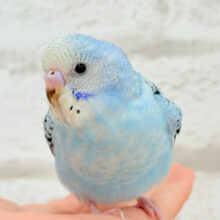 【動画更新🪄】きゅるるんっ♡ベビーフェイス♬*°セキセイインコ(オパーリン) ヒナ