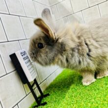 モサモサ　視力はいくつですか～？？　ライオンラビット