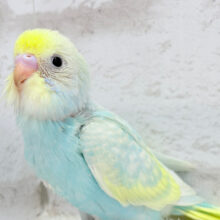 ふんわりカラー.*･ﾟプリティーフェイス♡セキセイインコ(パステルレインボースパングル) ヒナ