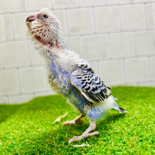 セキセイインコ