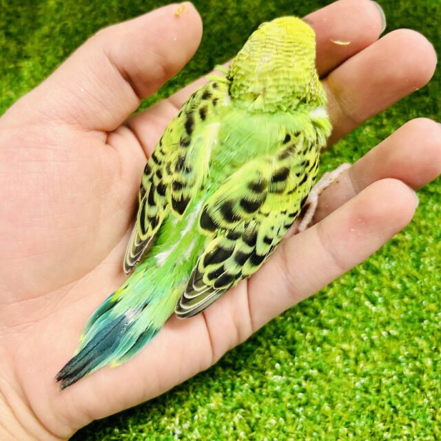 セキセイインコ