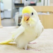 【最新画像更新】可愛すぎて目が離せない🫶💕︎︎セキセイインコ（クリーム）ヒナ