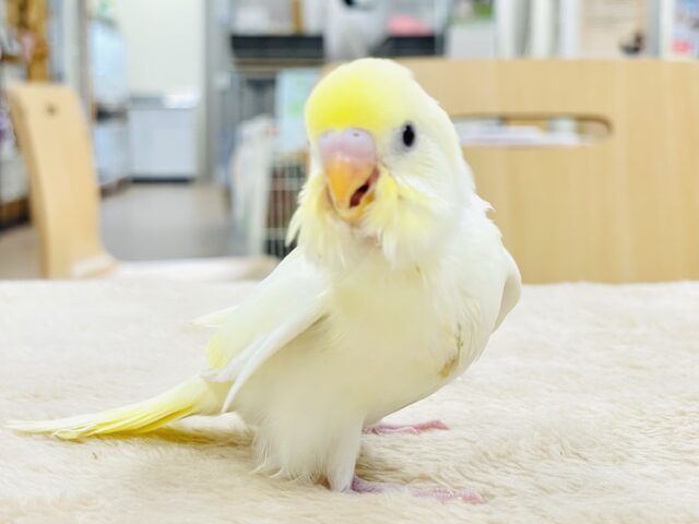 【最新画像更新】可愛すぎて目が離せない🫶💕︎︎セキセイインコ（クリーム）ヒナ