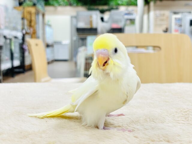 セキセイインコ