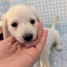 真っ白なダックスくん来たよー♪
