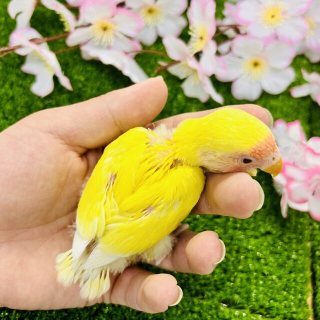 コザクラインコ（小桜インコ）