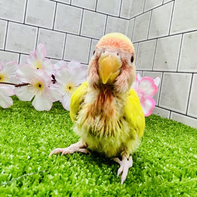 コザクラインコ（小桜インコ）