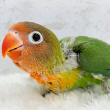 たまらんっ💖うるうるおめめの上目遣い🥺キエリボタンインコ ヒナ