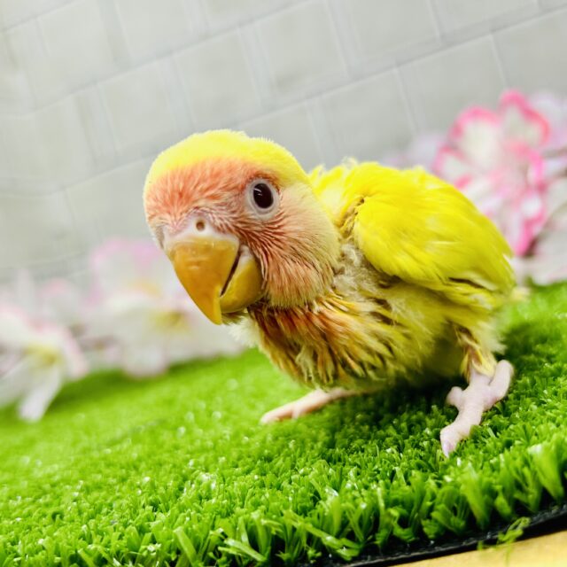 コザクラインコ（小桜インコ）