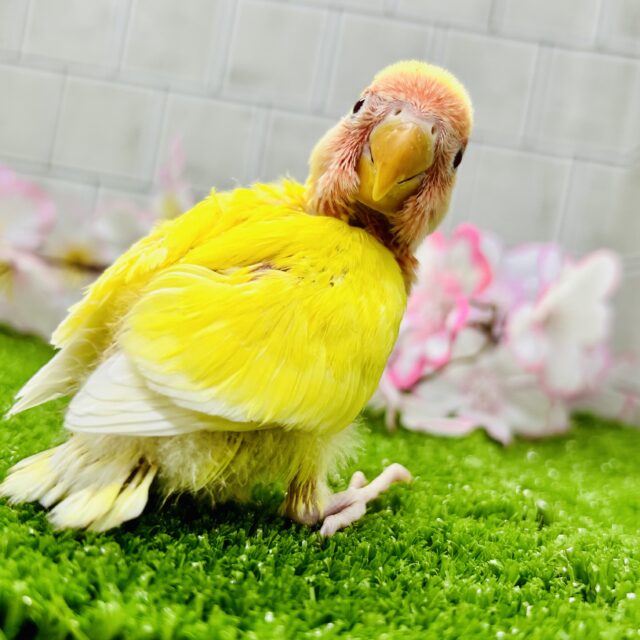 コザクラインコ（小桜インコ）