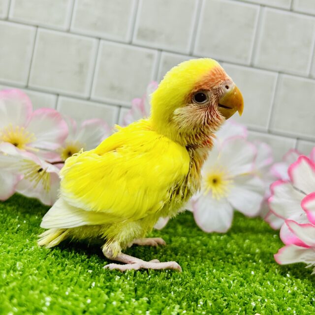 コザクラインコ（小桜インコ）