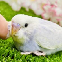 薄っすら上品カラー・・・　セキセイインコ