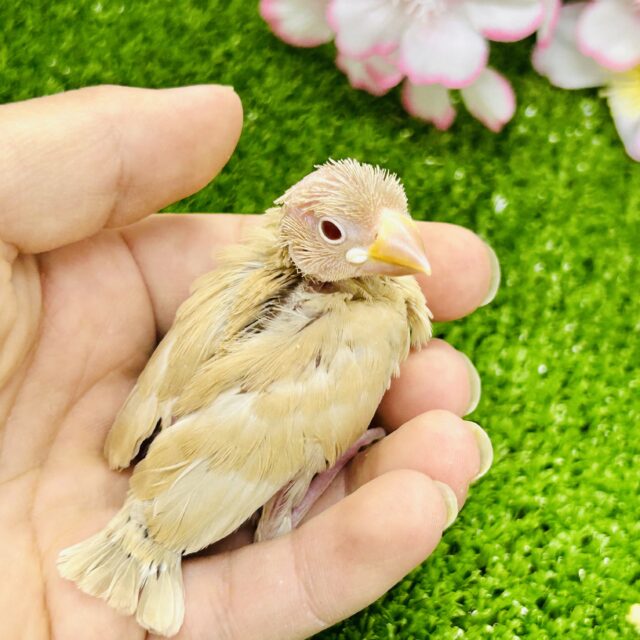 シナモン文鳥