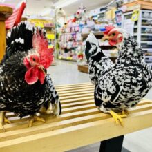 インコや文鳥、オウムや家禽｜千葉・栃木・神奈川・埼玉で販売中