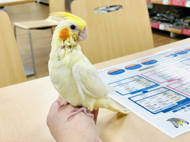 オカメインコ
