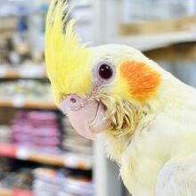 【最新画像更新🪄】ひよこじゃないよ🐥🎀オカメインコ（ルチノー）ヒナ