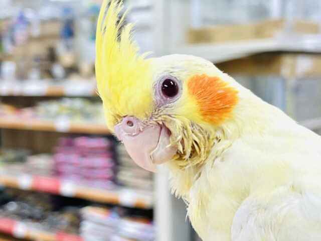 【最新画像更新🪄】ひよこじゃないよ🐥🎀オカメインコ（ルチノー）ヒナ