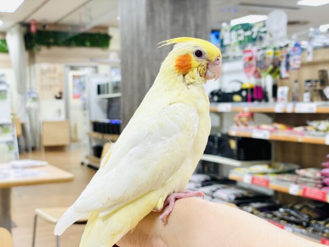 オカメインコ