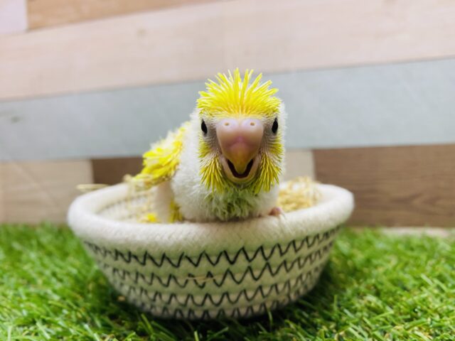 セキセイインコ