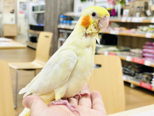 オカメインコ