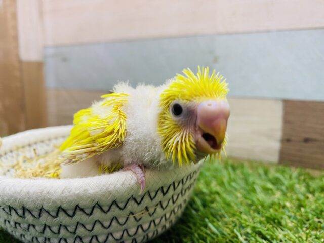 セキセイインコ