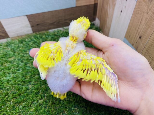 セキセイインコ