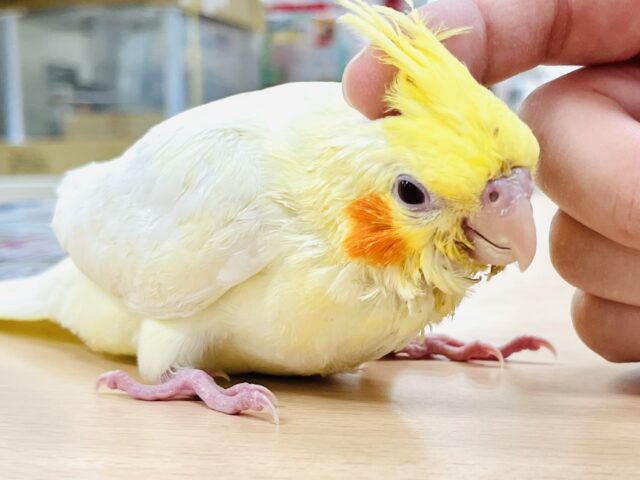 オカメインコ